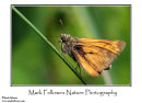 Large skipper Ochlodes venata